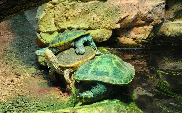 Green Turtles 
Image Credit: Nick Gonzales/Unsplash