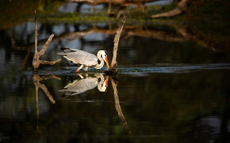 Keoladeo National Park