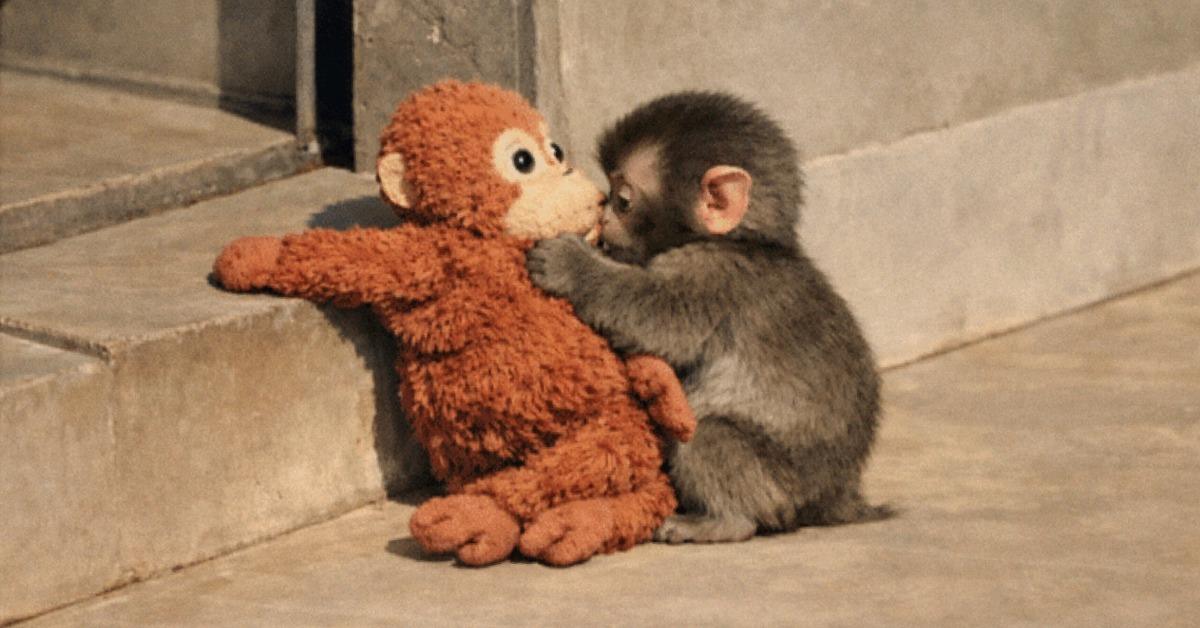 Viral Baby Monkey Punch
Ai generated Image