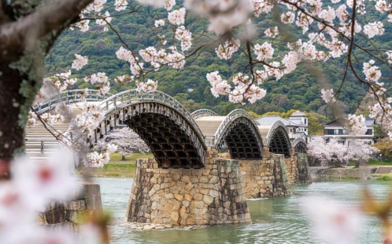 Cherry blossoms along the Nishiki River bank. Iwakuni, Yamaguchi Prefecture, Japan