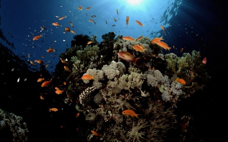 Coral Scenes in northern Red Sea Yanbu, Saudi Arabia