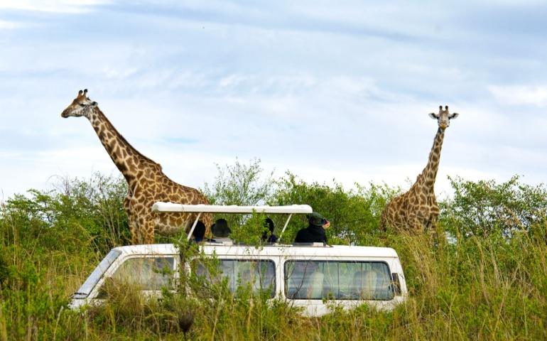 Tourists on safari take pictures of giraffes in Masai Mara National Park