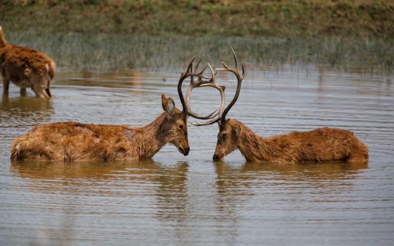 Two barasingha playing in the water