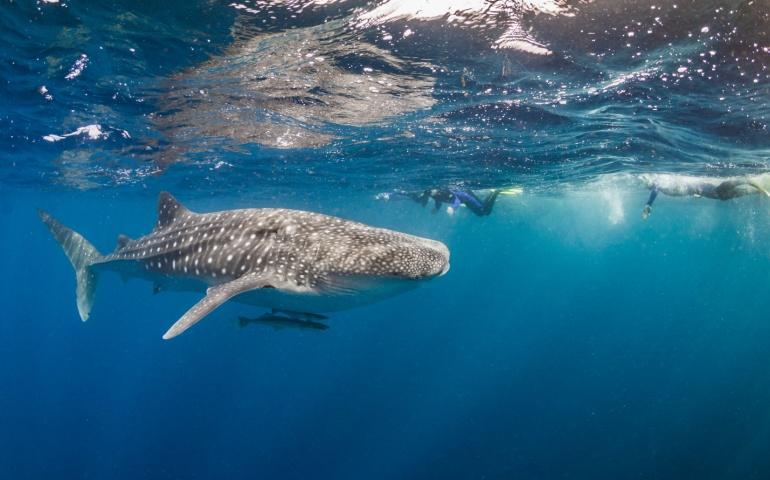 People swimming alongside a giant whale shark