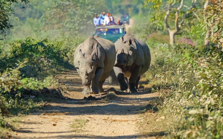 A pair of one-horned Rhino at Kaziranga National Park
