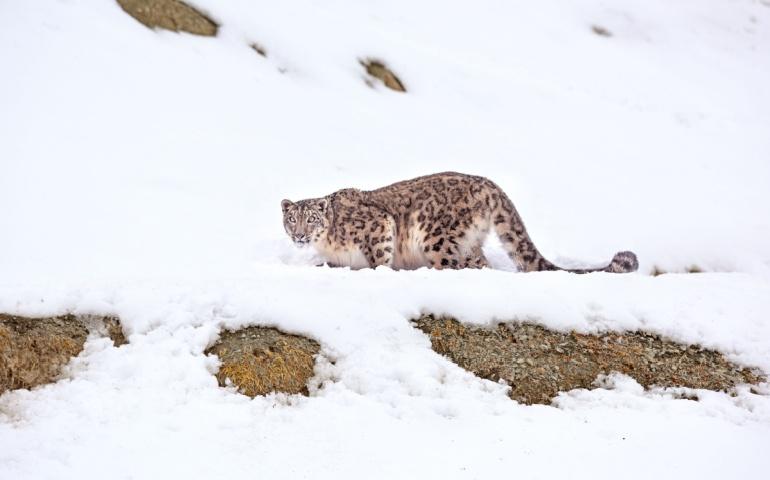 Snow leopard in snow at Hemis National Park.