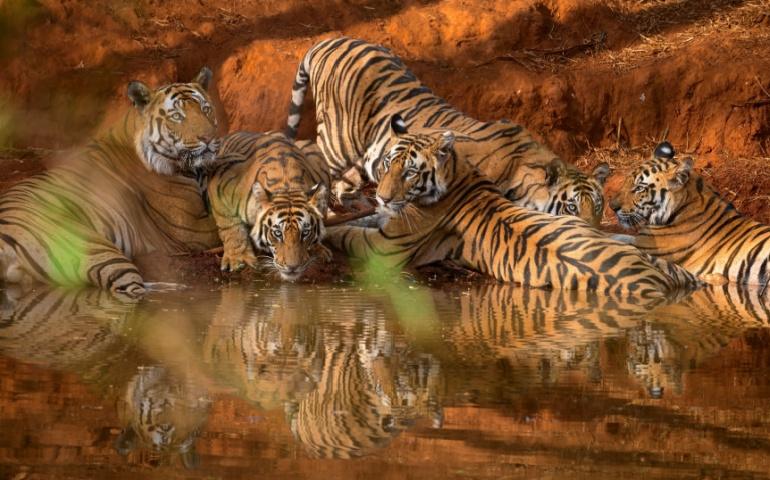 Group of Tigers at Bandhavgarh