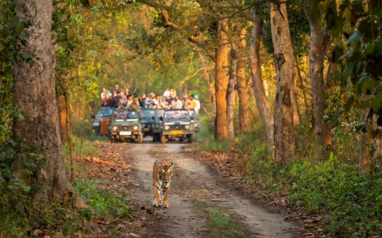 Tourists watching Tiger at Jim Corbett National Park