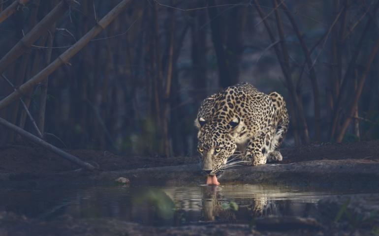 A leopard at a waterhole in Tadoba National Park