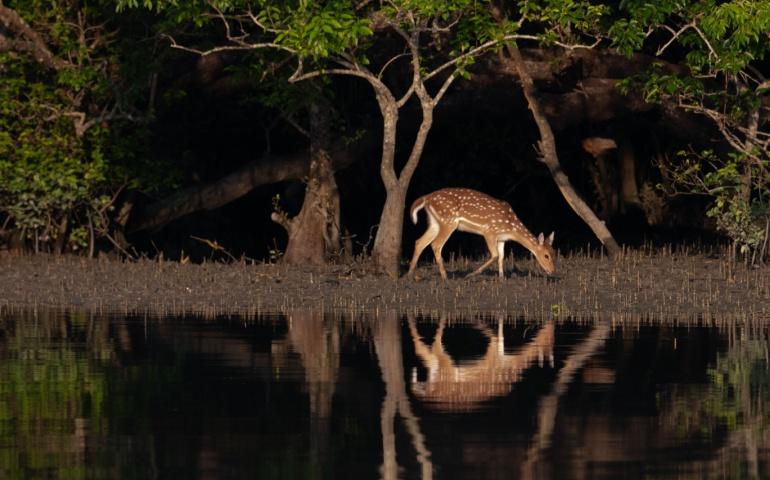 Spotted deer in the Sundarbans mangroves