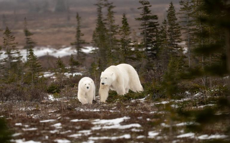 Polar bear mother and cub, Churchill
