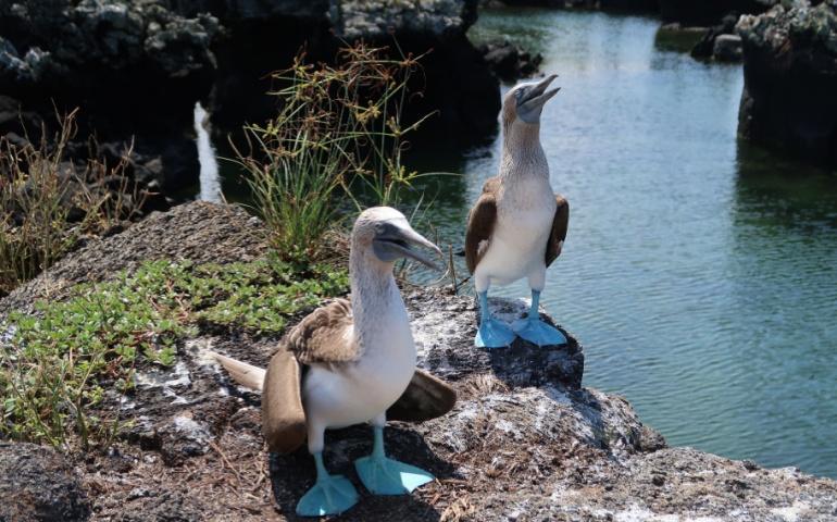 Blue-footed boobies at Los Túneles, Isabela Island