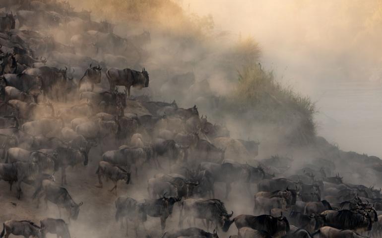 Great Migration in Serengeti