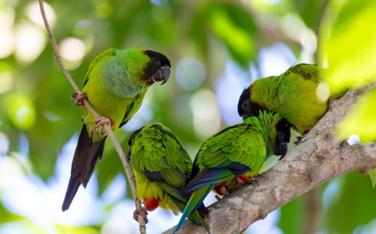 Black-hooded parakeet in Pocone, South Pantanal