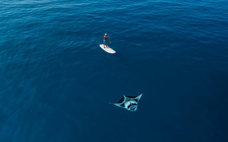 Manta Ray in Alifu Alifu Atoll, Maldives