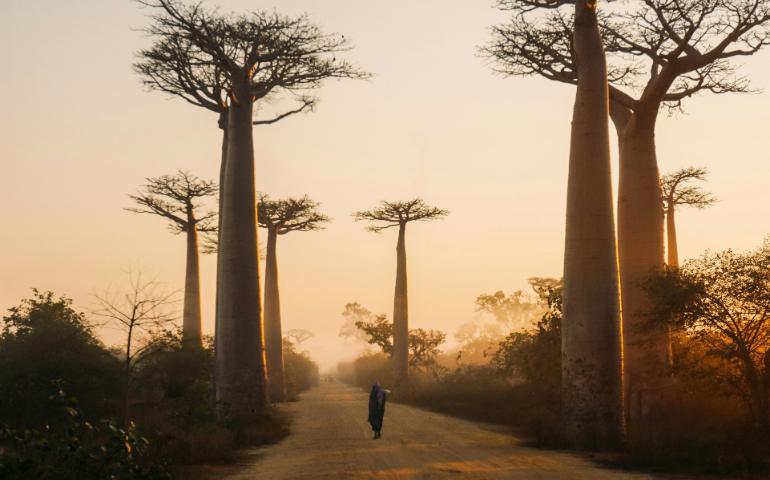 Beautiful alley of baobabs during sunrise in Morondava
