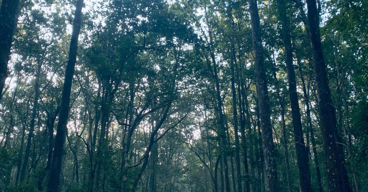 Photo by Simran Vij on Unsplash