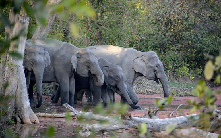 Elephants Group in Phato Zone Jim Corbett National Park  