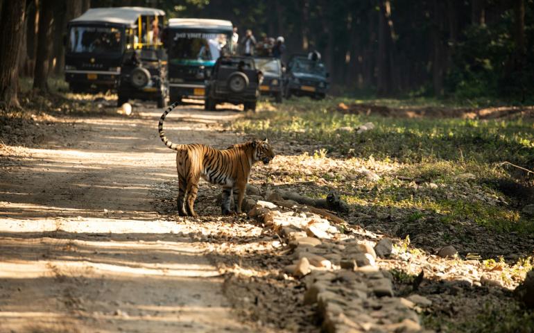 a tiger walking on a road
