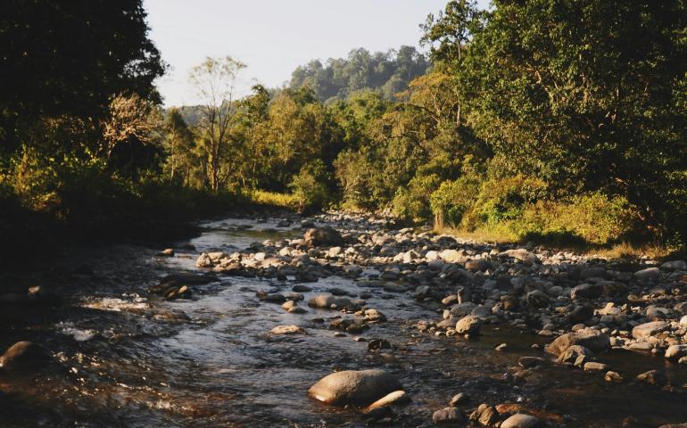A rocky river flows through a sunlit forest.
