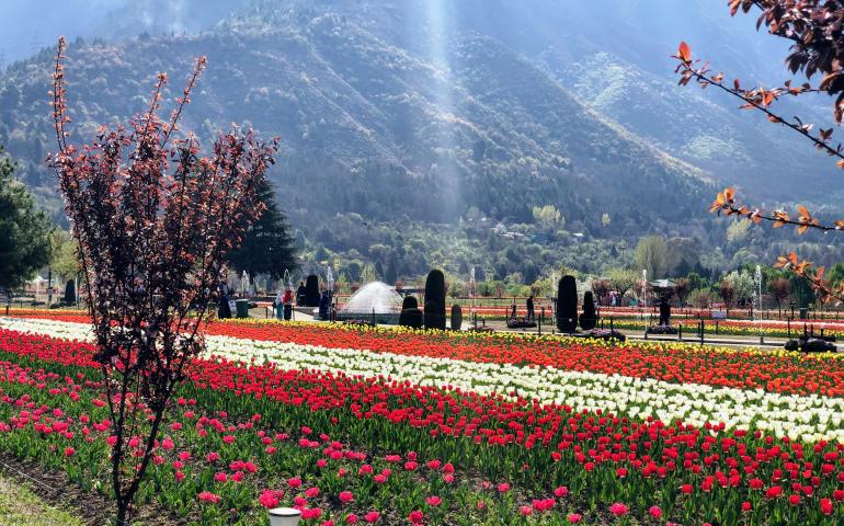 Indira Gandhi Memorial Tulip Garden, Jammu and Kashmir
