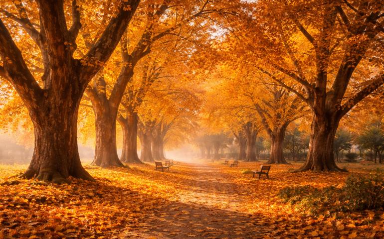 Rah Bagh by Orchard, Srinagar