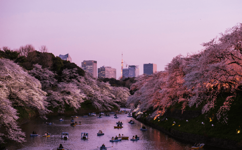 Cherry Blossom in Japan