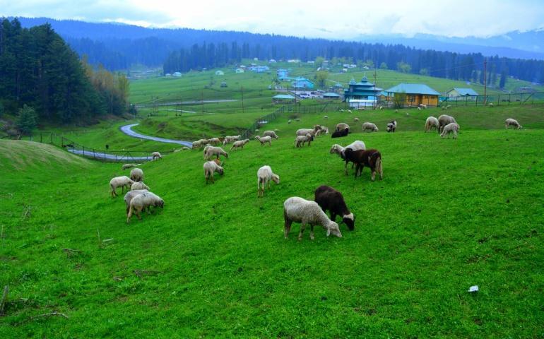 Yusmarg, Kashmir
