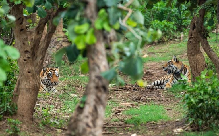 Tigers at Sariska Tiger Reserve
