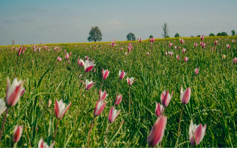Spring in Kashmir