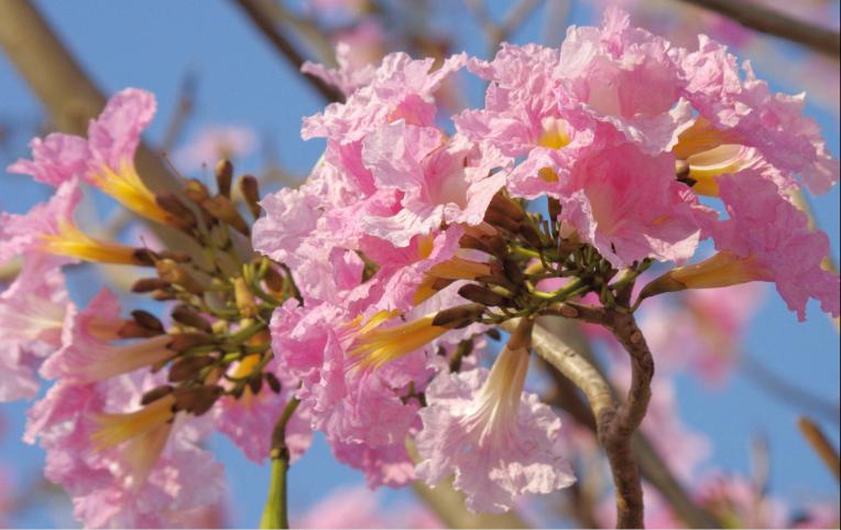 Blooming Pink Trumpet Flowers in Bangalore around Lake Agara
