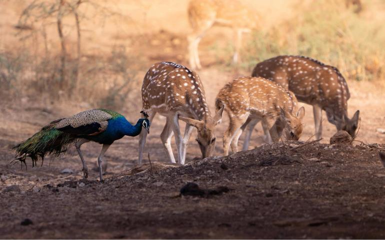 Biodiversity in Tadoba National Park
