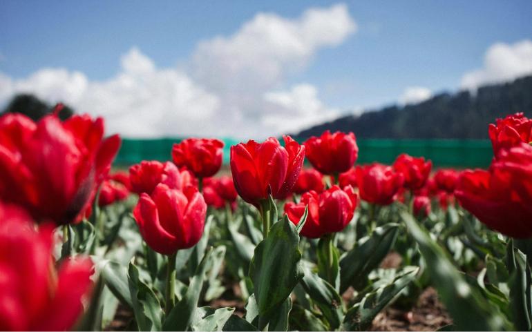 A Field of Red Tulips Under a Blue Sky in Jammu