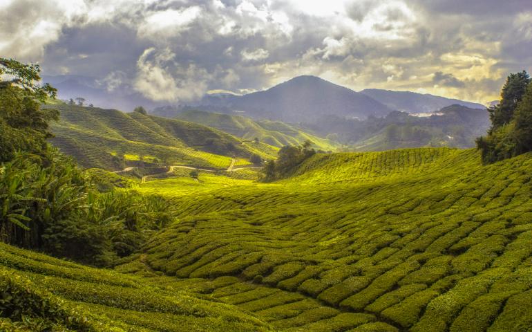 Cameron Highlands, Malaysia