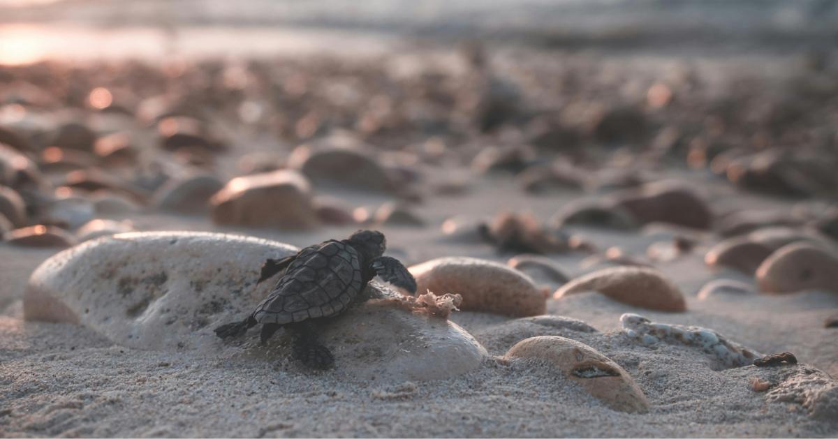 Turtle crawling on stony coast
Image Credit: Lachlan Ross/Pexels