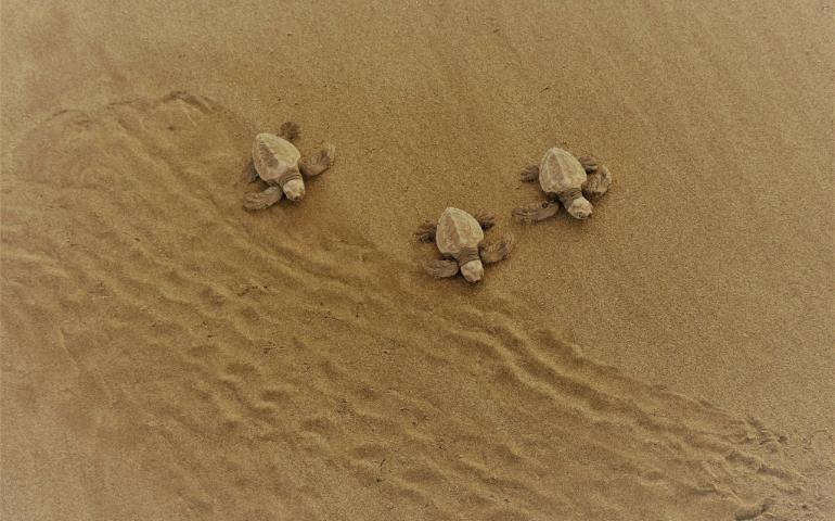 Baby turtles
