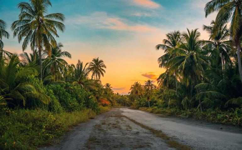 Road Surrounded by Trees