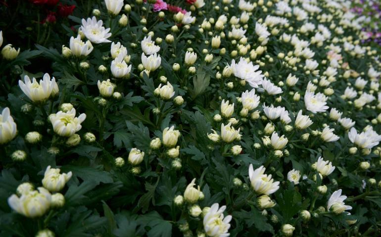 Flowers in Lalbagh Botanical Garden