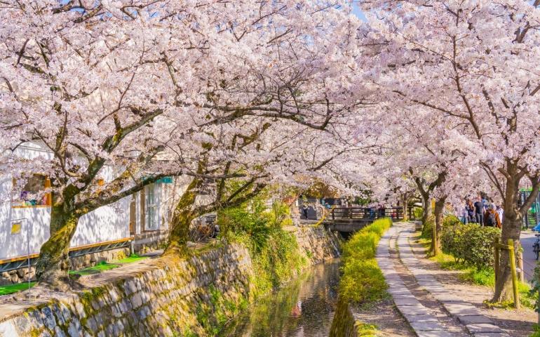 Philosopher's Path, a famous cherry blossom viewing spot in Kyoto, Japan
