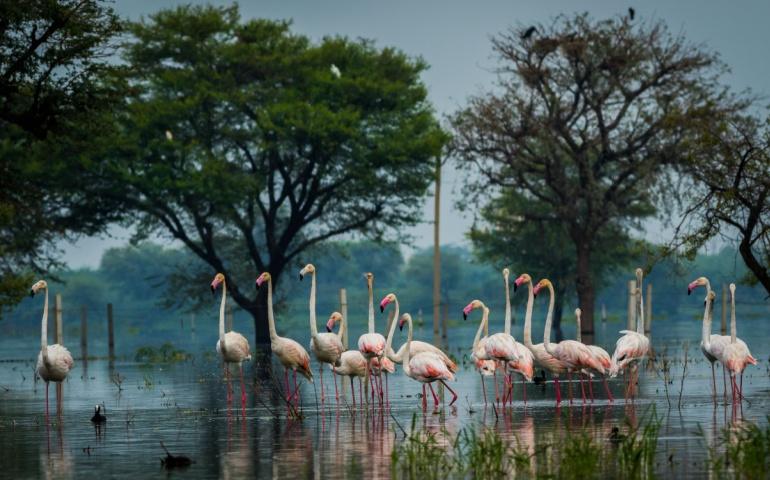 Flamingos at Keoladeo national park, Bharatpur