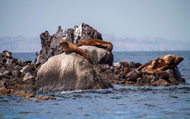 Giant sea lions bask on rocks at San Rafaelito, Mexico’s Sea of Cortés