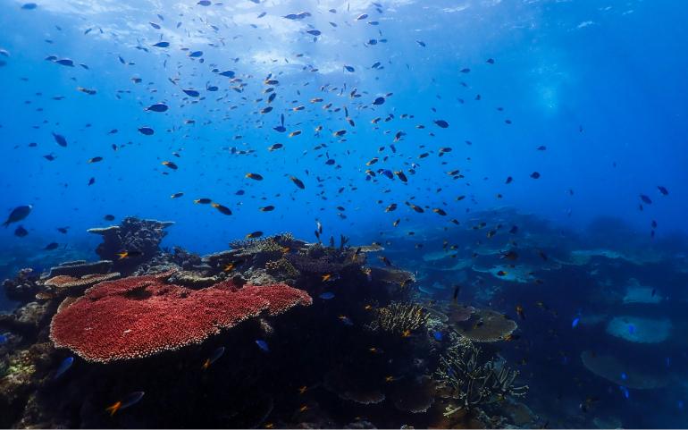 Damselfish  - Great Barrier Reef, Australia
