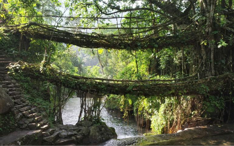 Living root bridges
