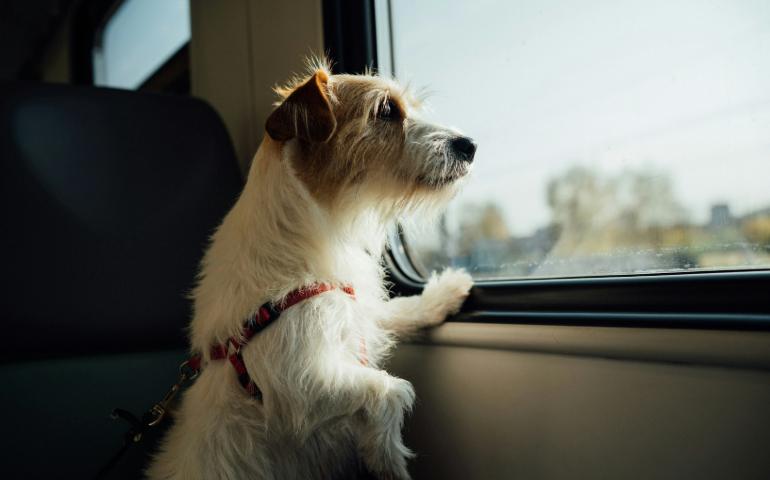 A Dog Looking out of the Window Seat