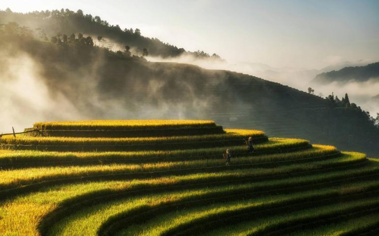 Vietnam rice fields – a major tourist attraction
