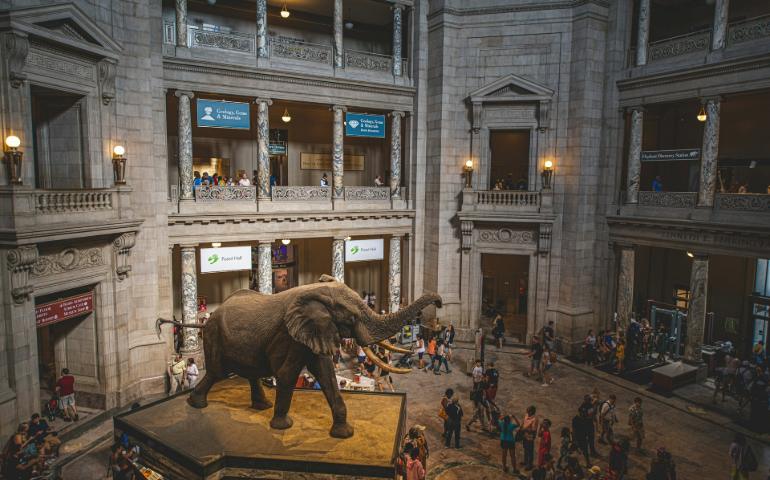 American Museum of Natural History