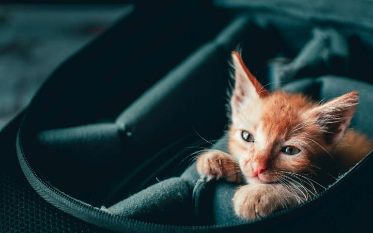 Orange Kitten on the Seat