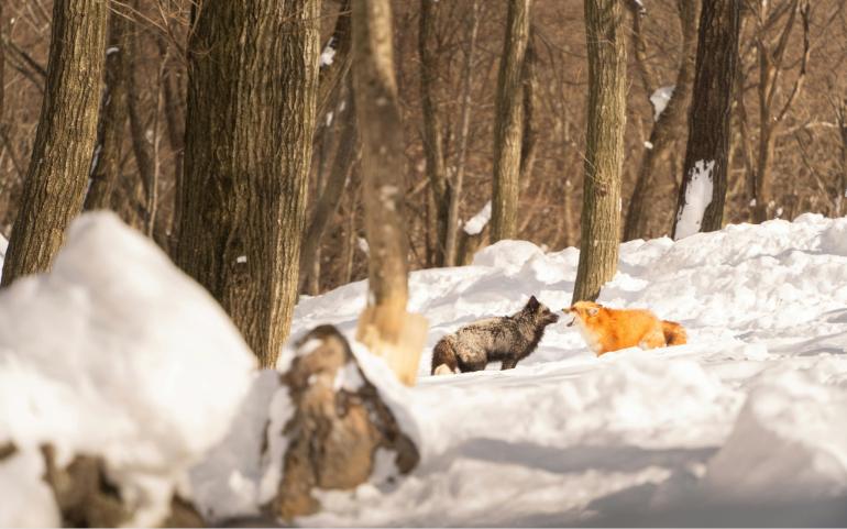 A captivating winter scene with two foxes interacting in a snowy forest setting