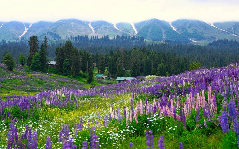 Purple Lupine Fields, Kashmir