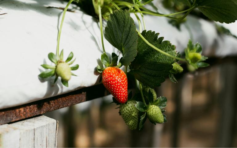 A Ripe Strawberry, Showcasing Freshness and Growth